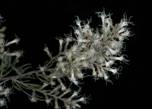 image of Eupatorium compositifolium, Coastal Dog-fennel, Yankeeweed