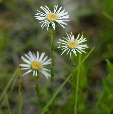 image of Eurybia eryngiifolia, Eryngo-leaved Aster, Thistleleaf Aster