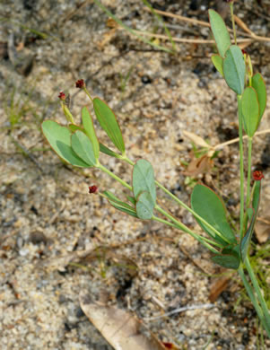 image of Euphorbia exserta, Maroon Sandhills Spurge, Coastal Sand Spurge, Purple Sandhill-spurge