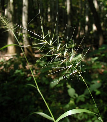 spikelet