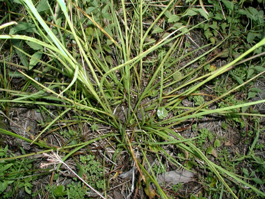 image of Eryngium ravenelii, Ravenel's Eryngo