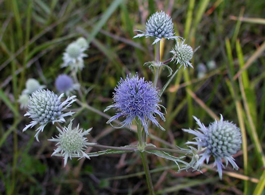 image of Eryngium ravenelii, Ravenel's Eryngo