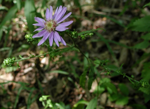image of Eurybia surculosa, Creeping Aster, Michaux's Wood-Aster