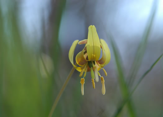 image of Erythronium umbilicatum ssp. umbilicatum, Dimpled Trout Lily, Dogtooth Violet