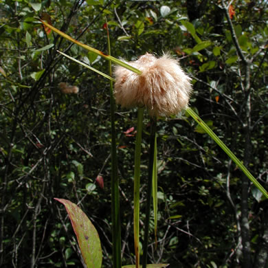 involucral bracts