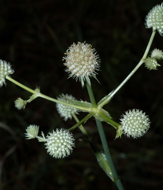sepals or bracts of Eryngium yuccifolium var. yuccifolium, Northern Rattlesnake-master, Button Snakeroot