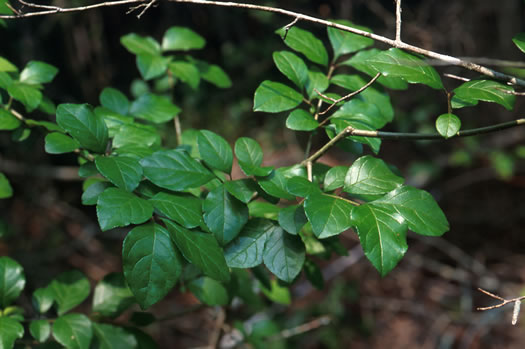 image of Forestiera godfreyi, Godfrey's Forestiera