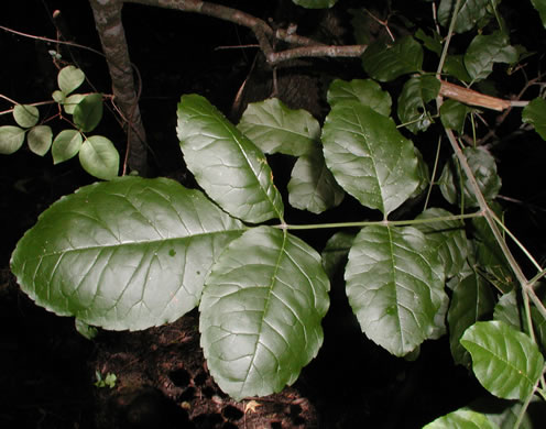 Fraxinus caroliniana, Carolina Ash, Water Ash, Pop Ash