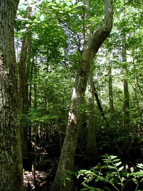 image of Fraxinus caroliniana, Carolina Ash, Water Ash, Pop Ash