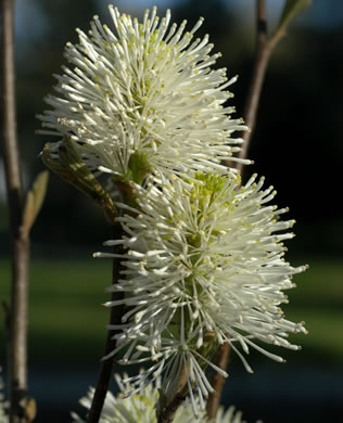image of Fothergilla major, Large Witch-alder, Mountain Witch-alder, Fothergilla