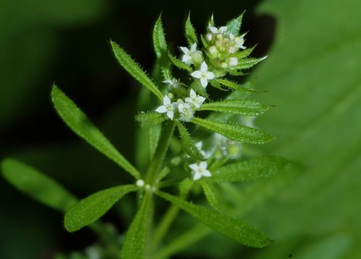 image of Galium aparine, Cleavers, Bedstraw