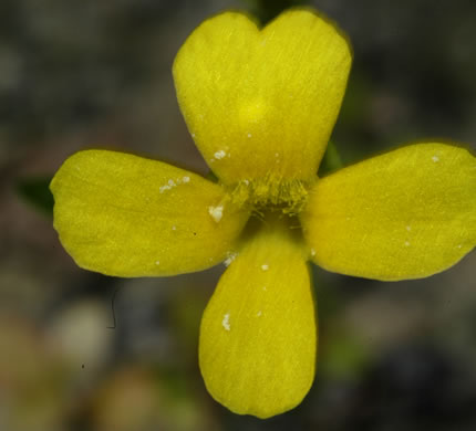 image of Gratiola lutea, Yellow Hedge-hyssop, Golden-pert, Golden Hedge-hyssop