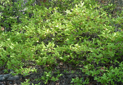 image of Gaylussacia baccata, Black Huckleberry, Crackleberry