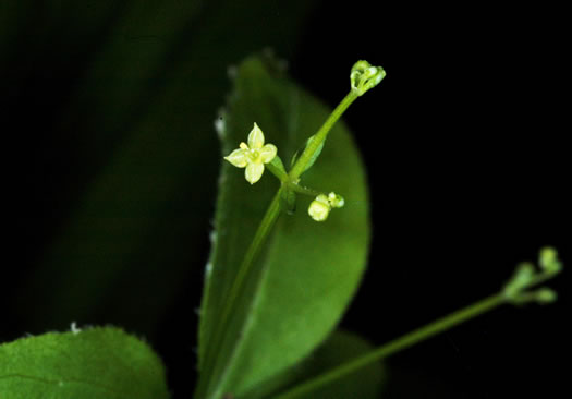 image of Galium circaezans, Forest Bedstraw, Licorice Bedstraw