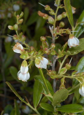 image of Gaylussacia dumosa, Southern Dwarf Huckleberry