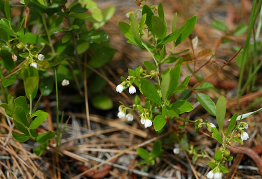 image of Gaylussacia dumosa, Southern Dwarf Huckleberry