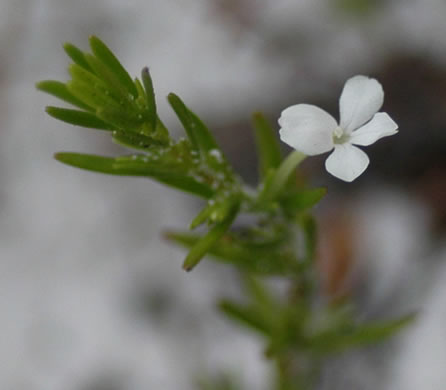 image of Sophronanthe hispida, Pineland Hedge-hyssop