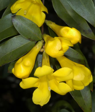 Carolina Jessamine