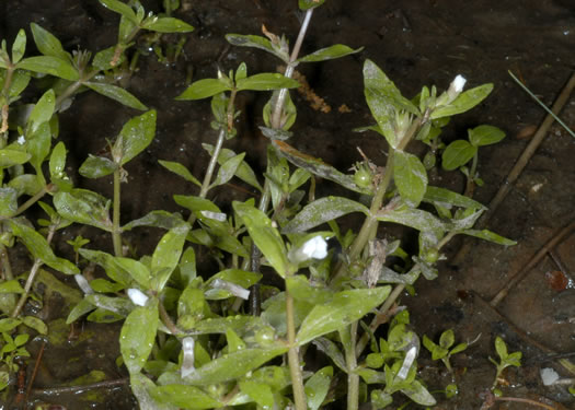 image of Gratiola virginiana, Roundfruit Hedge-hyssop, Virginia Hedge-hyssop
