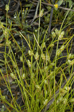 image of Isolepis carinata, Keeled Bulrush