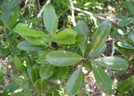 image of Ilex cassine, Dahoon, Cassena, Dahoon Holly