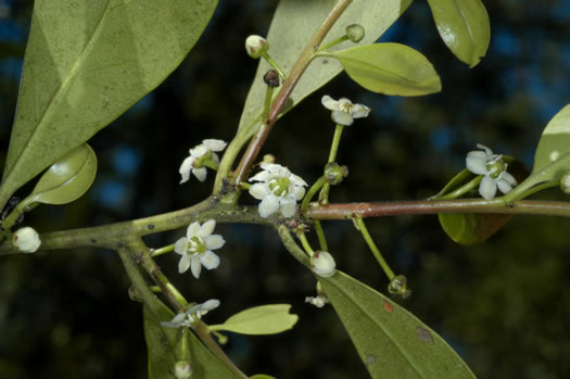 image of Ilex coriacea, Sweet Gallberry, Big Gallberry, Large Gallberry