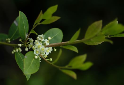 image of Ilex coriacea, Sweet Gallberry, Big Gallberry, Large Gallberry