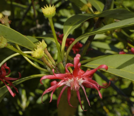 image of Illicium floridanum, Florida Star-anise, Florida Anise-tree, Stinkbush