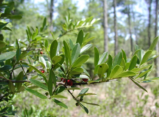 image of Ilex myrtifolia, Myrtle Holly, Myrtle-leaved Holly