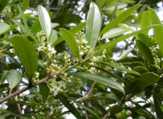 image of Ilex myrtifolia, Myrtle Holly, Myrtle-leaved Holly