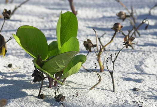 image of Ipomoea brasiliensis, Railroad Vine, Bay Hops, Bay Winders, Goat's-foot