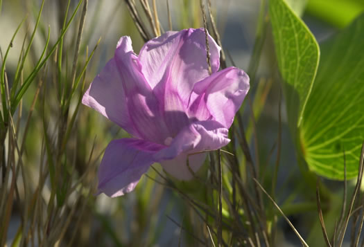 image of Ipomoea brasiliensis, Railroad Vine, Bay Hops, Bay Winders, Goat's-foot