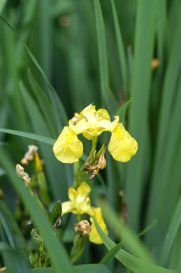 image of Iris pseudacorus, Yellow Flag, Water Flag, Yellow Iris