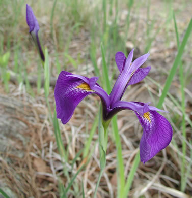 image of Iris tridentata, Bay Blue-flag Iris, Flag, Savannah Iris