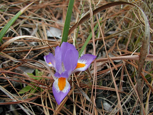 image of Iris verna var. smalliana, Upland Dwarf Iris, Upland Dwarf Violet Iris