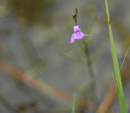 image of Justicia angusta, Pineland Water-willow, Narrowleaf Water-willow
