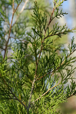 image of Juniperus virginiana, Eastern Red Cedar