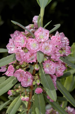 image of Kalmia carolina, Southern Sheepkill, Carolina Wicky, Carolina Sheep Laurel, Carolina Bog Myrtle