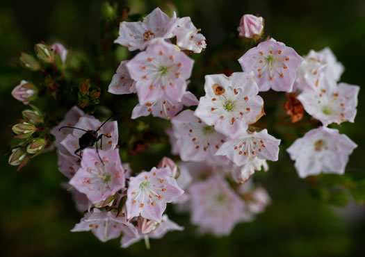 image of Kalmia hirsuta, Hairy Wicky, Kalmiella