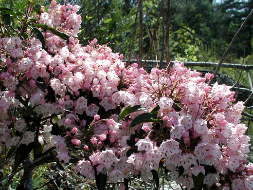 image of Kalmia latifolia, Mountain Laurel, Ivy, Calico-bush, Mountain Ivy