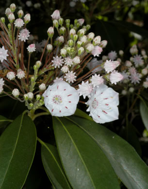 image of Kalmia latifolia, Mountain Laurel, Ivy, Calico-bush, Mountain Ivy