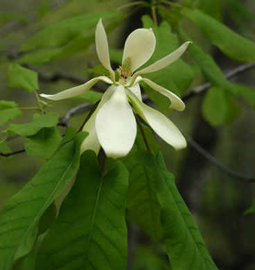 Fraser magnolia (Magnolia fraseri)