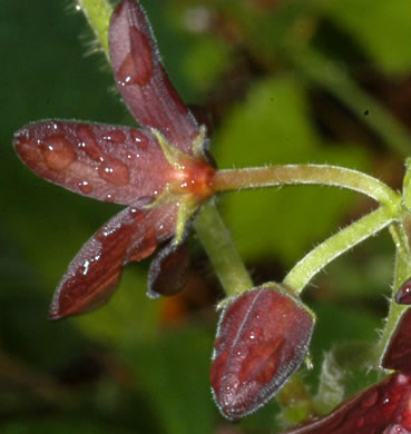 image of Matelea carolinensis, Carolina Spinypod, Climbing Milkweed, Climbing Milkvine, Maroon Carolina Milkvine