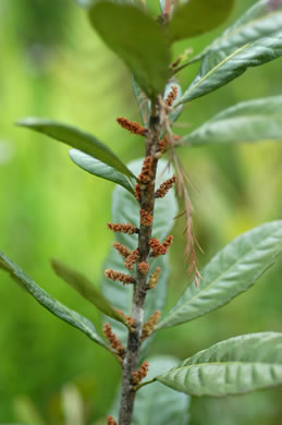 image of Morella caroliniensis, Pocossin Bayberry, Evergreen Bayberry, Swamp Candleberry, Southern Bayberry