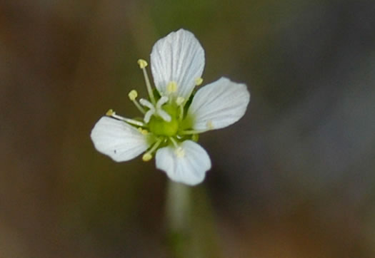 image of Geocarpon carolinianum, Carolina Sandwort, Longroot, Pine-barren Sandwort