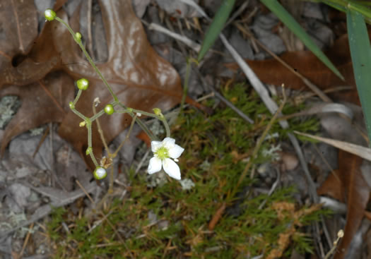 image of Geocarpon carolinianum, Carolina Sandwort, Longroot, Pine-barren Sandwort