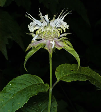 image of Monarda clinopodia, Basil Bergamot, Basil Beebalm, White Bergamot, Basil Balm