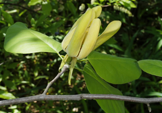 yellow cucumbertree, Magnolia acuminata var. subcordata