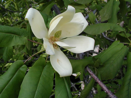 image of Magnolia fraseri, Fraser Magnolia, Mountain Magnolia, Earleaf Umbrella-tree, Umbrella Tree