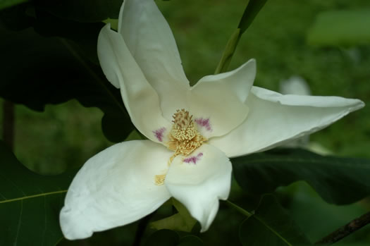 image of Magnolia macrophylla, Bigleaf Magnolia, Large-leaved Magnolia, Umbrella Tree